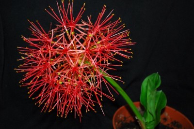 Blutblume 014pp.jpg