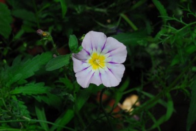 Sommer14 080pp.jpg