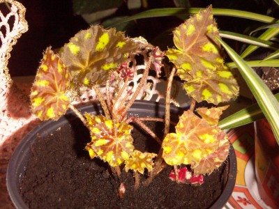 PICT0158.JPG