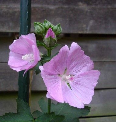 Bild 215.jpg