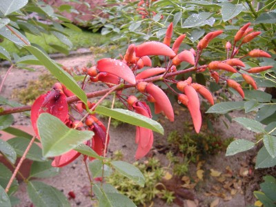 Blumen 006.jpg