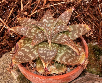 Aloe 1995-20-3968-1 (2).jpg