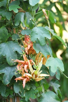 DSCF3512.jpg