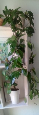 20140722_161131.jpg