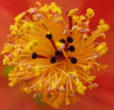 abutilon so wie man sie sonst nicht sieht.jpg