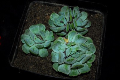 Crassulaceae14 026pp.jpg