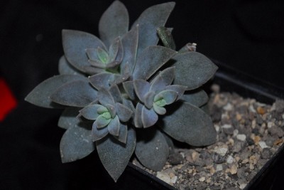 Crassulaceae14 030pp.jpg