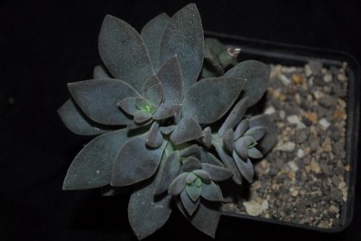 Crassulaceae14 031pp.jpg