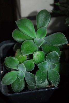 Crassulaceae14 035pp.jpg