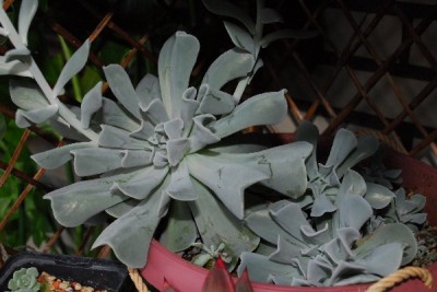 Crassulaceae14 037pp.jpg