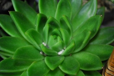 Crassulaceae14 039pp.jpg