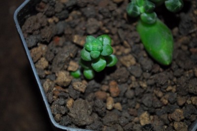 Crassulaceae14 043pp.jpg