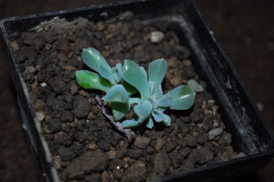 Crassulaceae14 046pp.jpg
