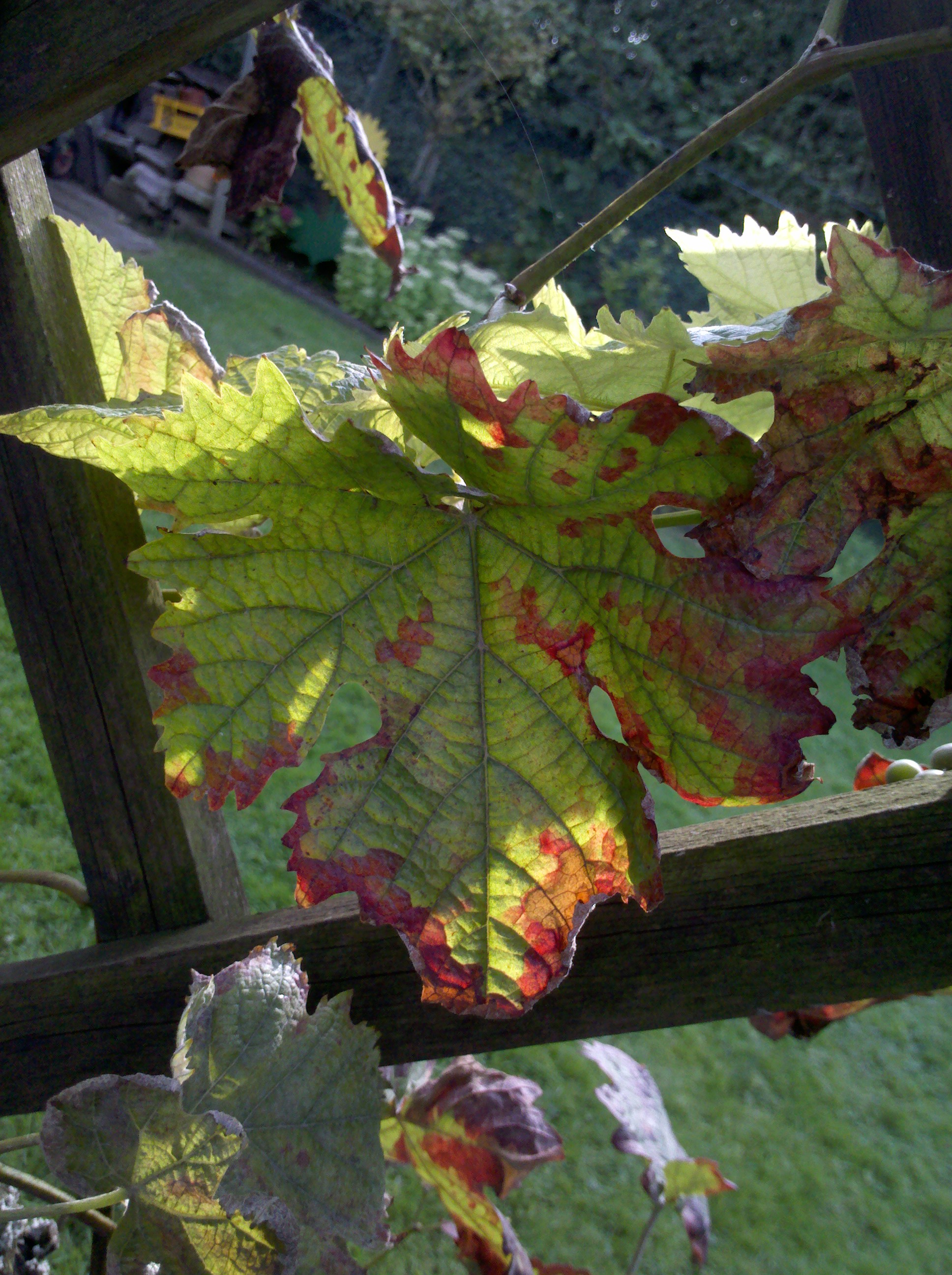 Wein rote Blätter - Bitte um Krankheitsidentifikation · Pflanzenkrankheiten  & Schädlinge · GREEN24 Pflanzen & Garten Forum
