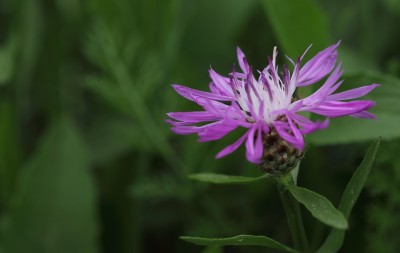 IMG_0051.JPG