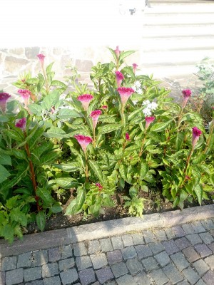 IMG_20140807_083314.jpg