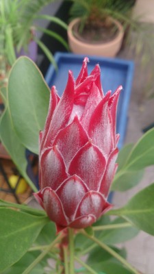 DSC_8907.JPG