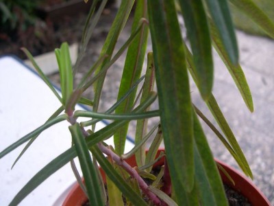 30.12.2006 027 pflanze klein.jpg