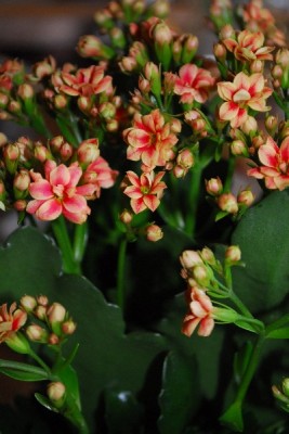 Crassulaceae14 055pp.jpg