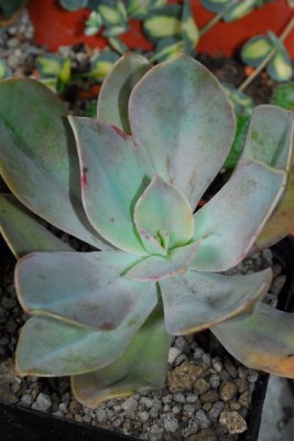 Crassulaceae14 053pp.jpg