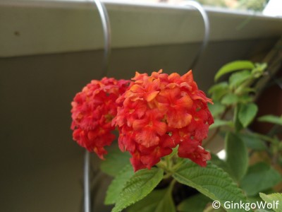 2014_08_15_lantana_2.JPG