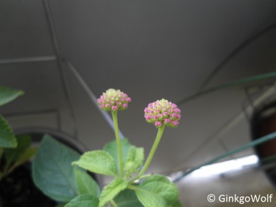2014_08_15_lantana_3.JPG