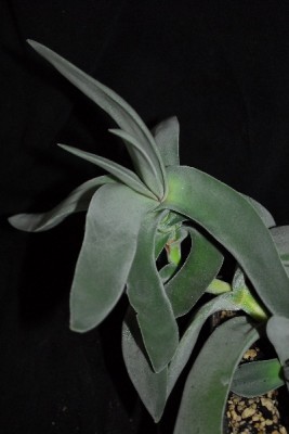 Crassulaceae14 058pp.jpg