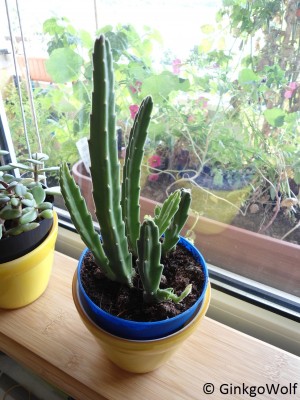 stapelia.JPG