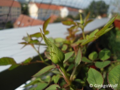 2014_08_15_rose_2.JPG