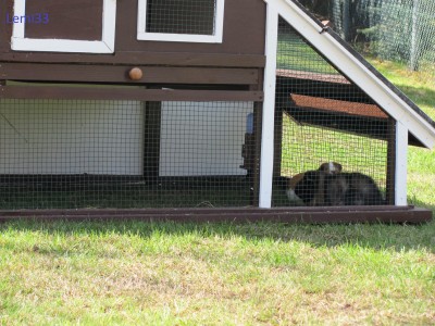 Meerschweine 01ba.jpg