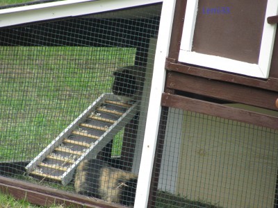 Meerschweine 02ba.jpg