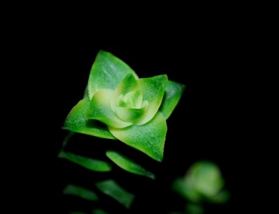 Crassulaceae14 062pp.jpg