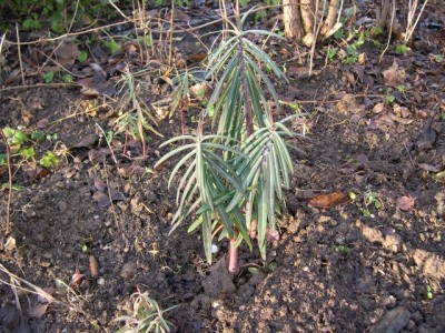 30.12.2006 025 pflanze klein.jpg