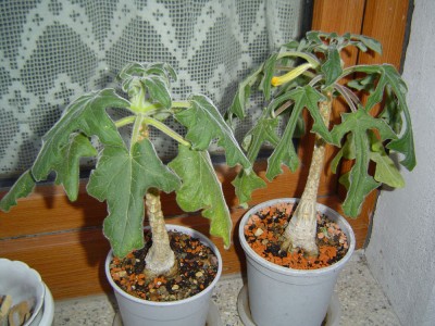 Uncarina 1.jpg