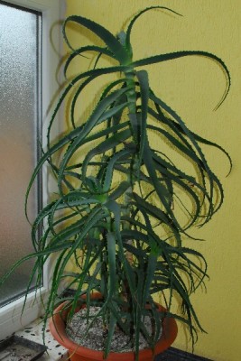 Aloe14 052pp.jpg