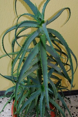 Aloe14 053pp.jpg