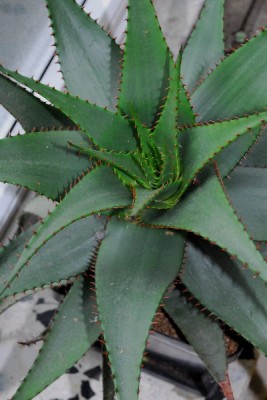 Aloe14 054pp.jpg