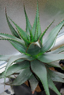 Aloe14 055pp.jpg