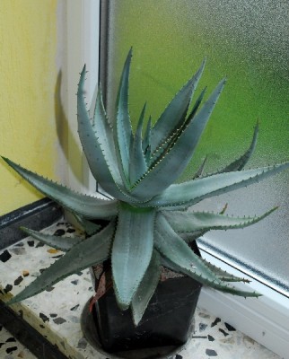 Aloe14 056pp.jpg