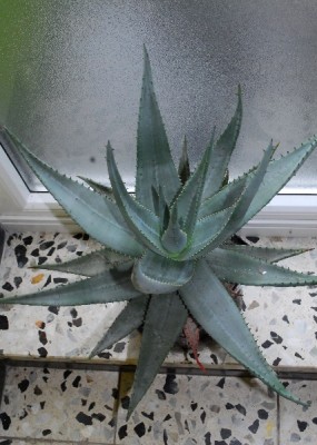 Aloe14 057pp.jpg