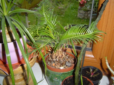 Cycas mit neuen Blättern a.jpg