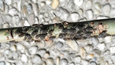 weide-käfer3.jpg