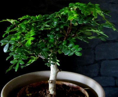 Zanthoxylum-americanum.jpg
