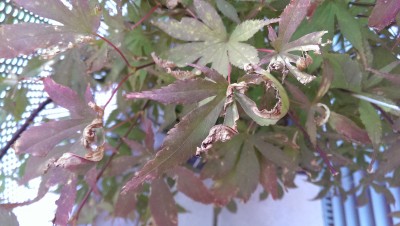 IMAG0872.jpg