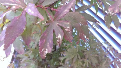 IMAG0874.jpg