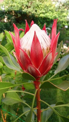 DSC_9928a.jpg