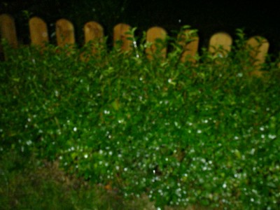 Hecke 008.JPG