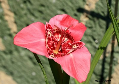 IMG_2225.jpg
