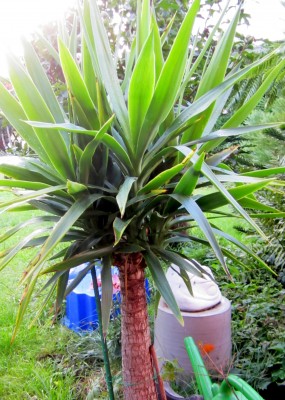 Yucca-Elephantipes.jpg