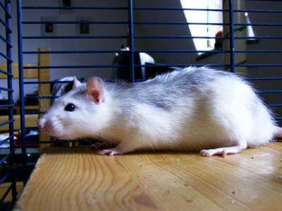 huskyratte httpimages.digicamfotos.demedia152huibuhklein.jpg.jpg